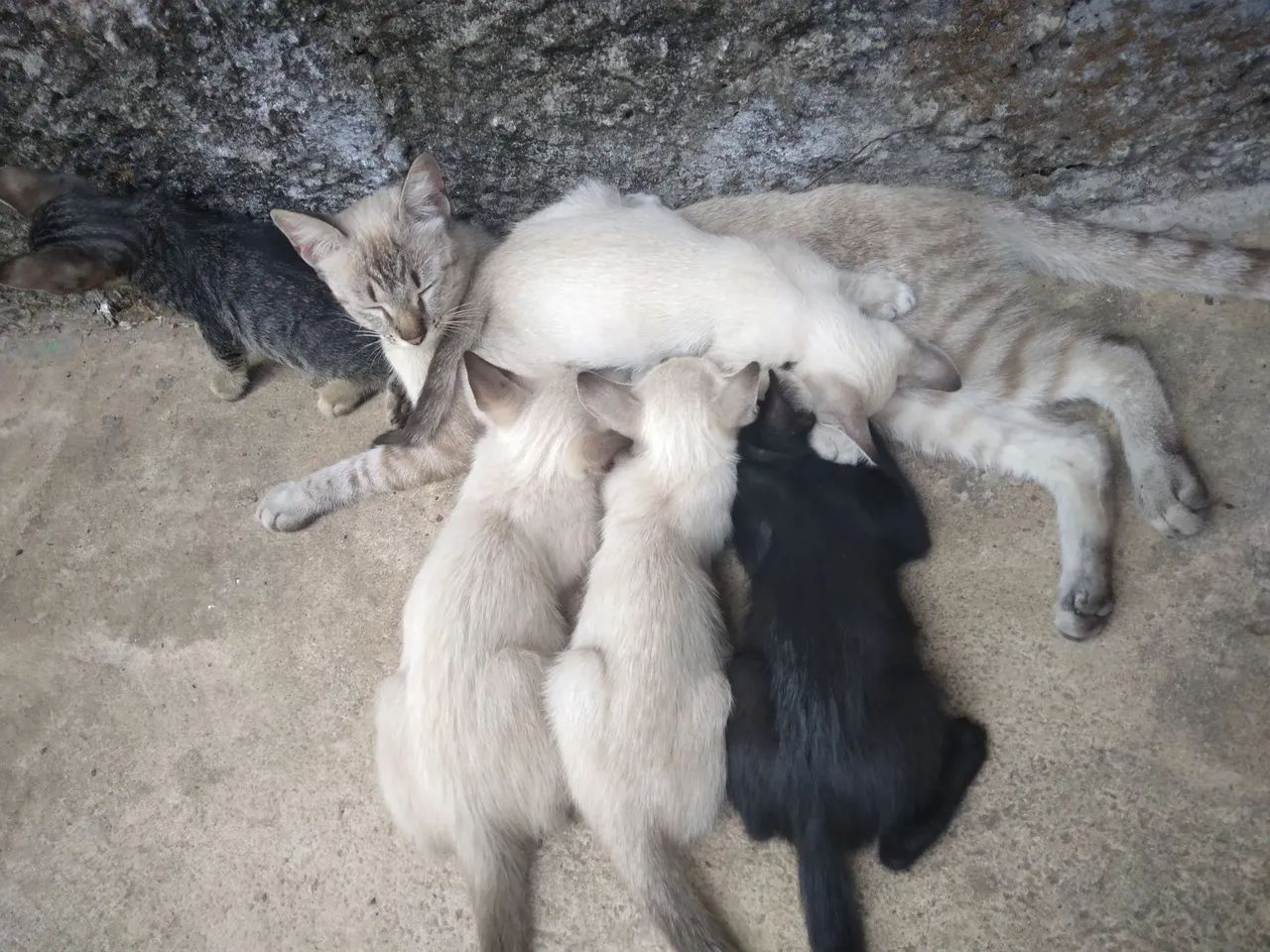 Gatos filhotes para adoção - Foto 2