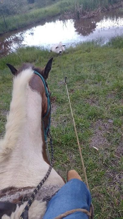 Égua Pampa  - Foto 4