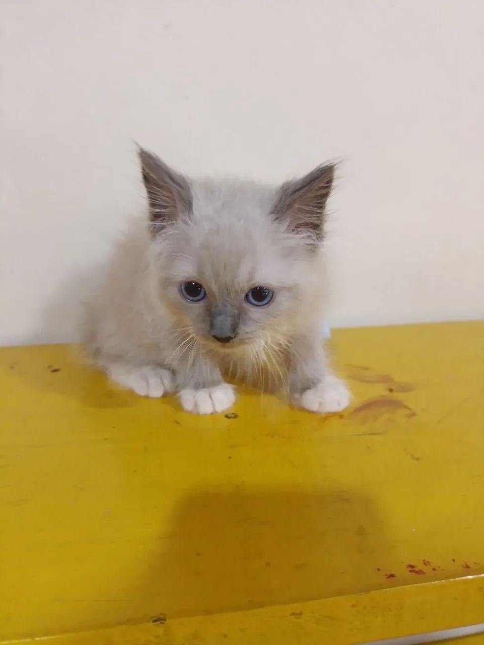 Filhotes gatinhos Ragdoll e Persas (ambos puros) - Foto 5