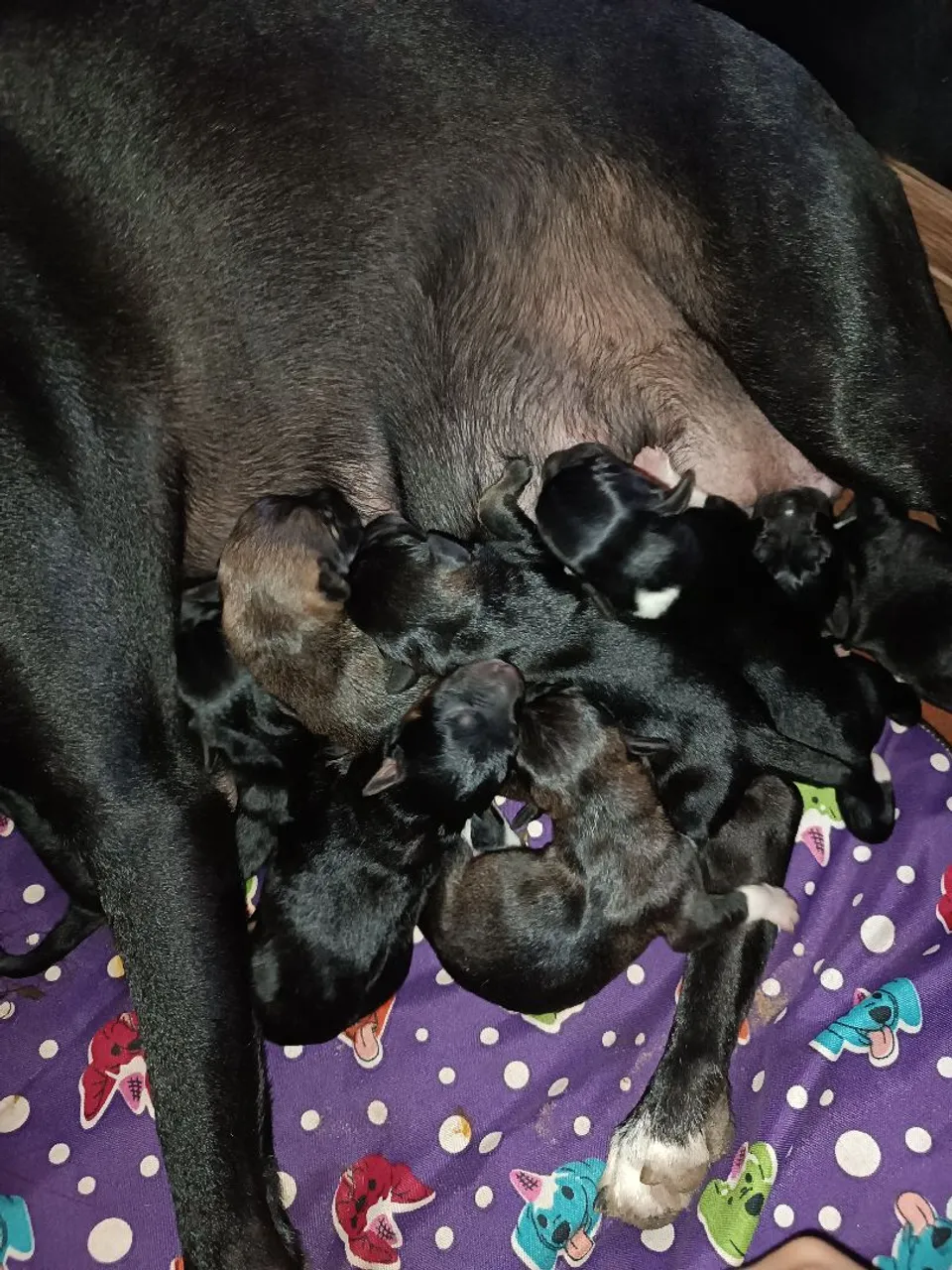 Filhotes de cães adoráveis para adoção
