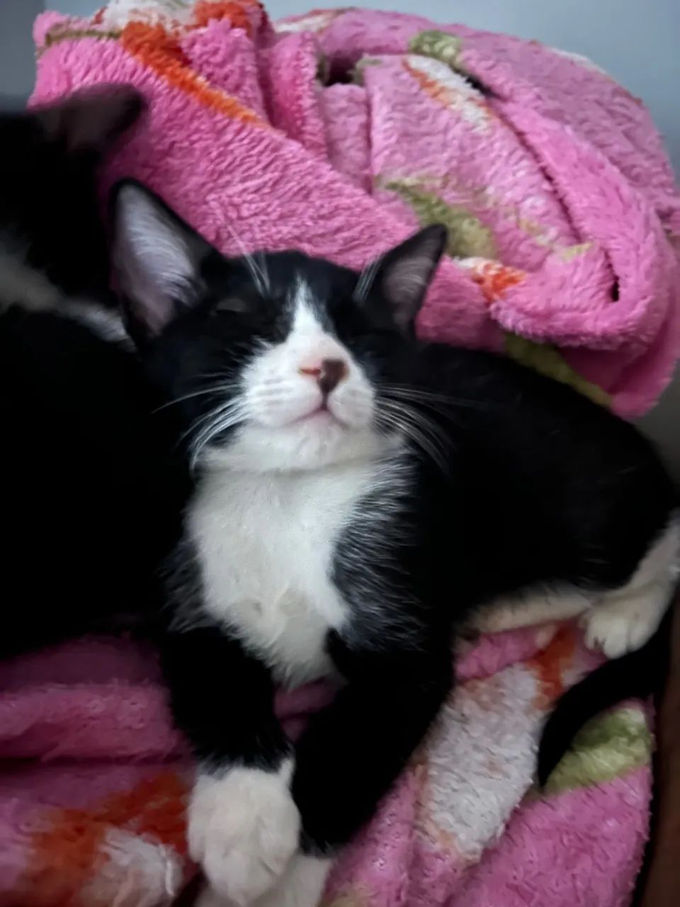 Gatinhas adoráveis para adoção - Foto 5