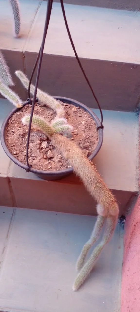 Cactos Rabo de Macaco - Charmosos e Exóticos - Foto 3