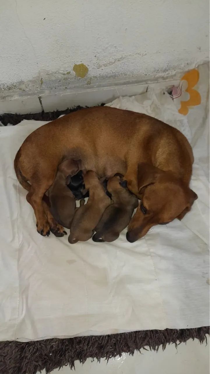 Filhotes de cachorro salchicha  - Foto 2