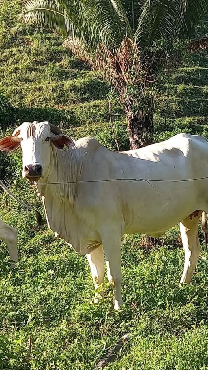 Fazenda DF/GO Planaltina  - Foto 3