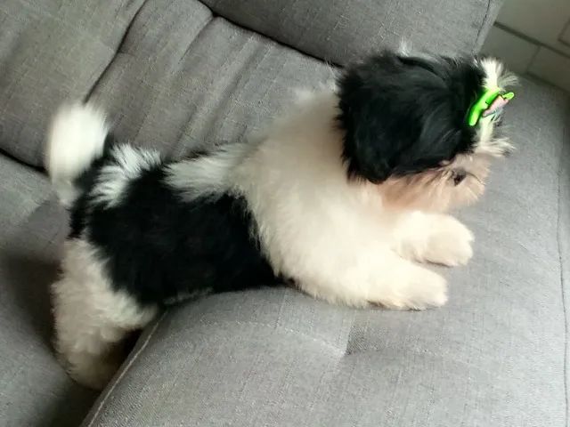 Fêmea com 3 meses  - Foto 3