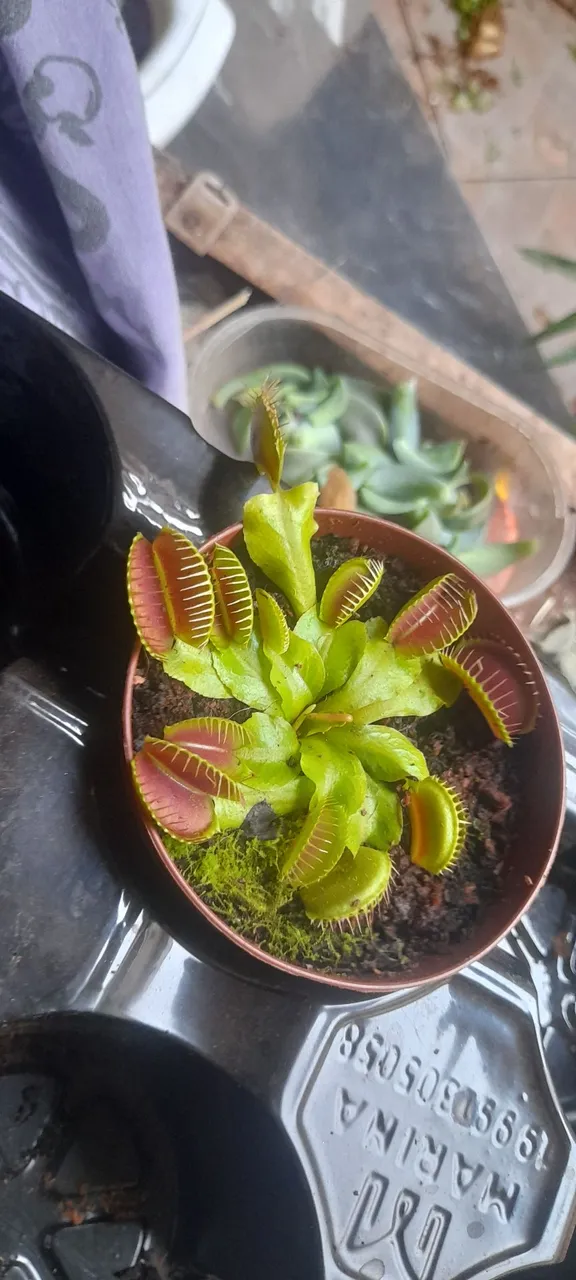 Planta Carnívora - Dioneia.