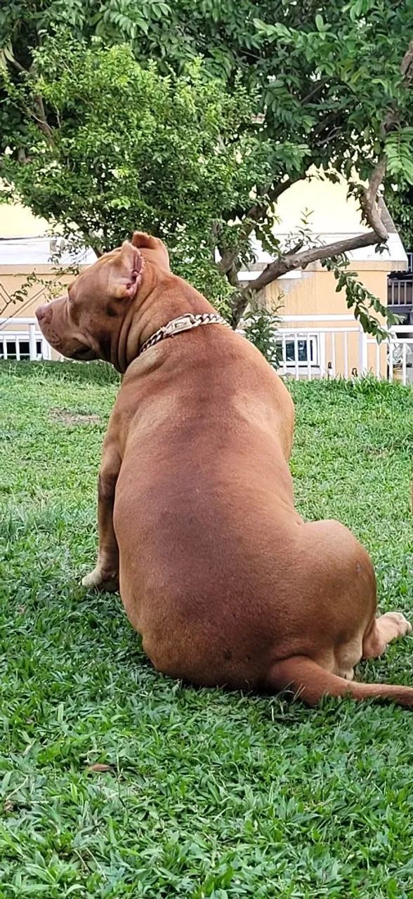 Pitbull fêmea 3 anos e 9 meses - Foto 5