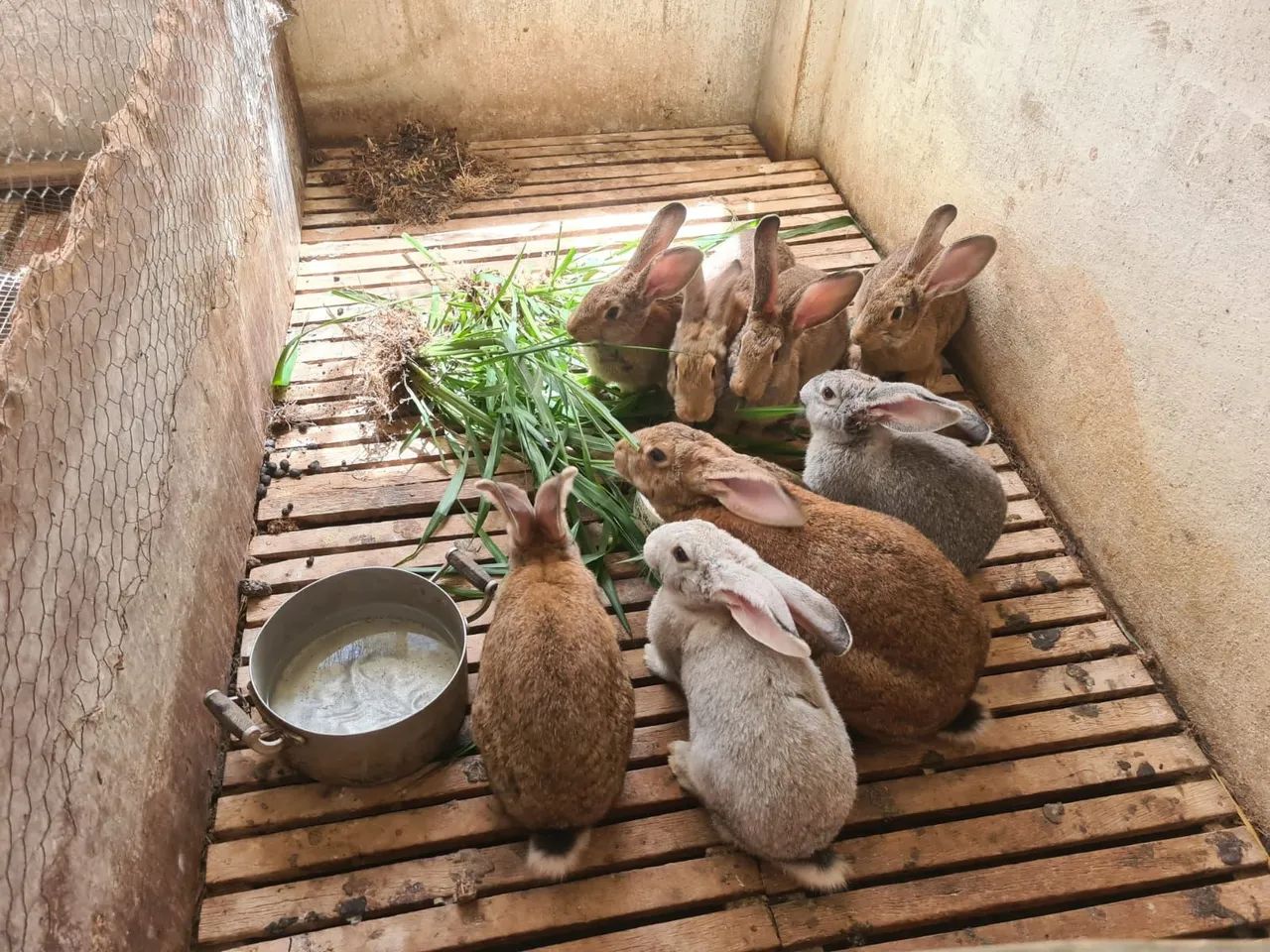 Coelhos Gigantes de Flandres - Foto 6