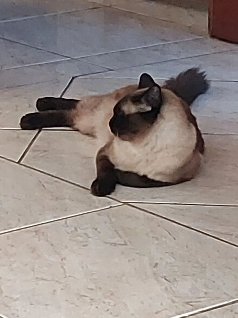 Doa se gata Siamês  - Foto 2