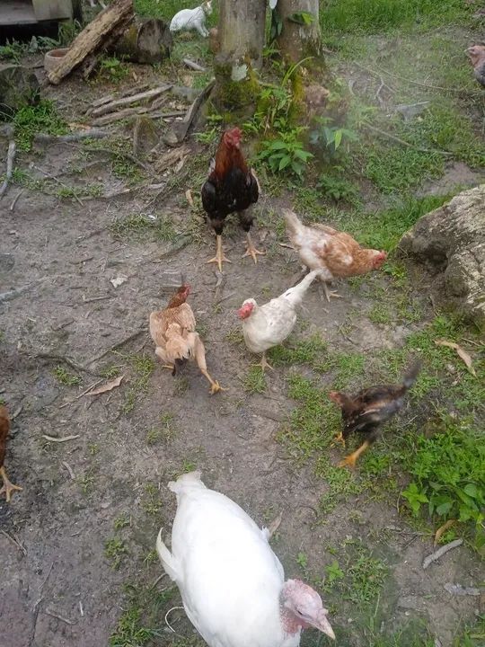 Desapegando. Não vendo separado - Foto 6