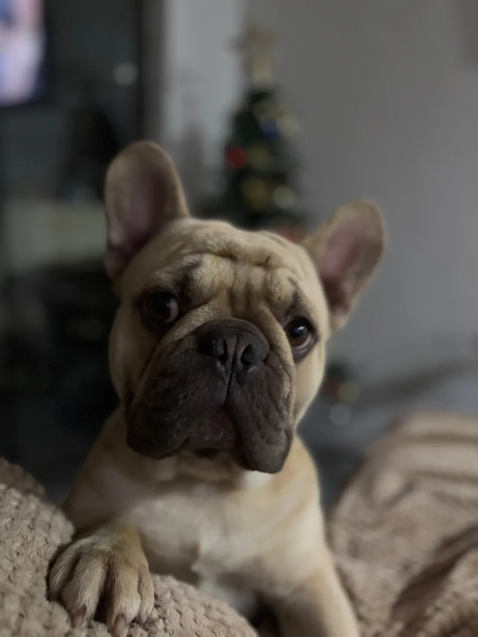Bulldog Francês