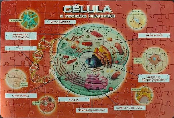 Quebra Cabeça Célula e Tecidos Humanos