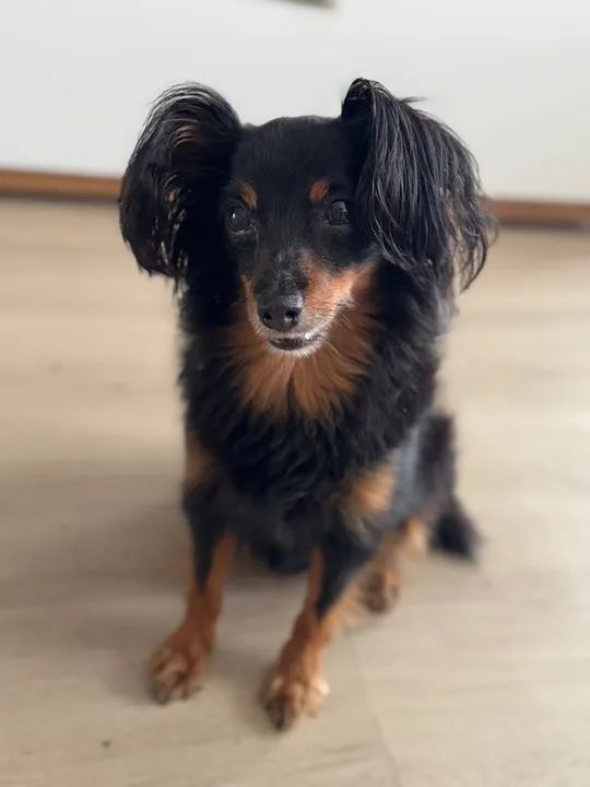 Cachorro de porte pequeno procurando o dono está perdido - Foto 2