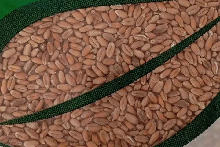 Trigo em Grão Orgânico Paullinia 1kg - Foto 3