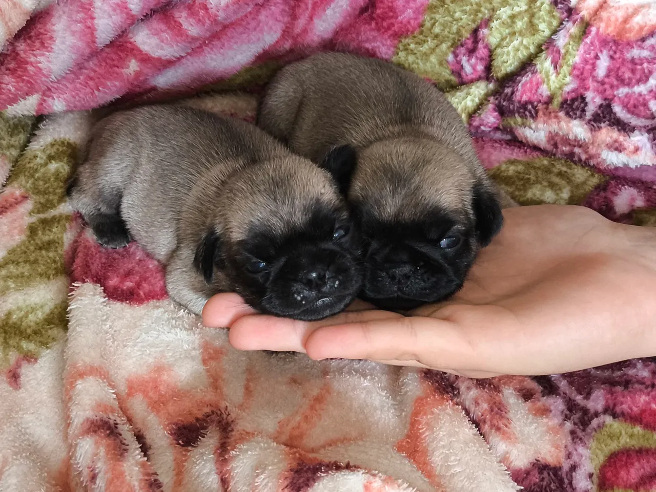 Dois filhotes Pug para venda