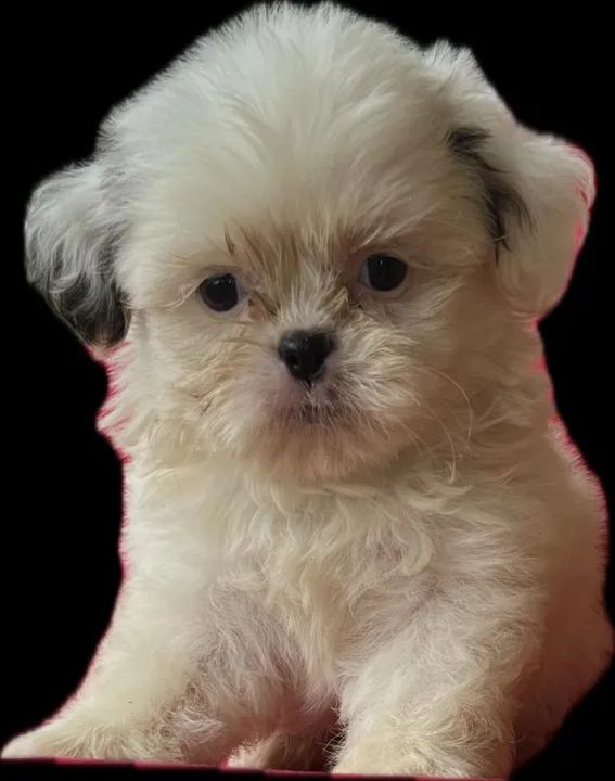 "Shih Tzu Filhotes à Venda: Pequenos, Fofos e Cheios de Amor" - Foto 2