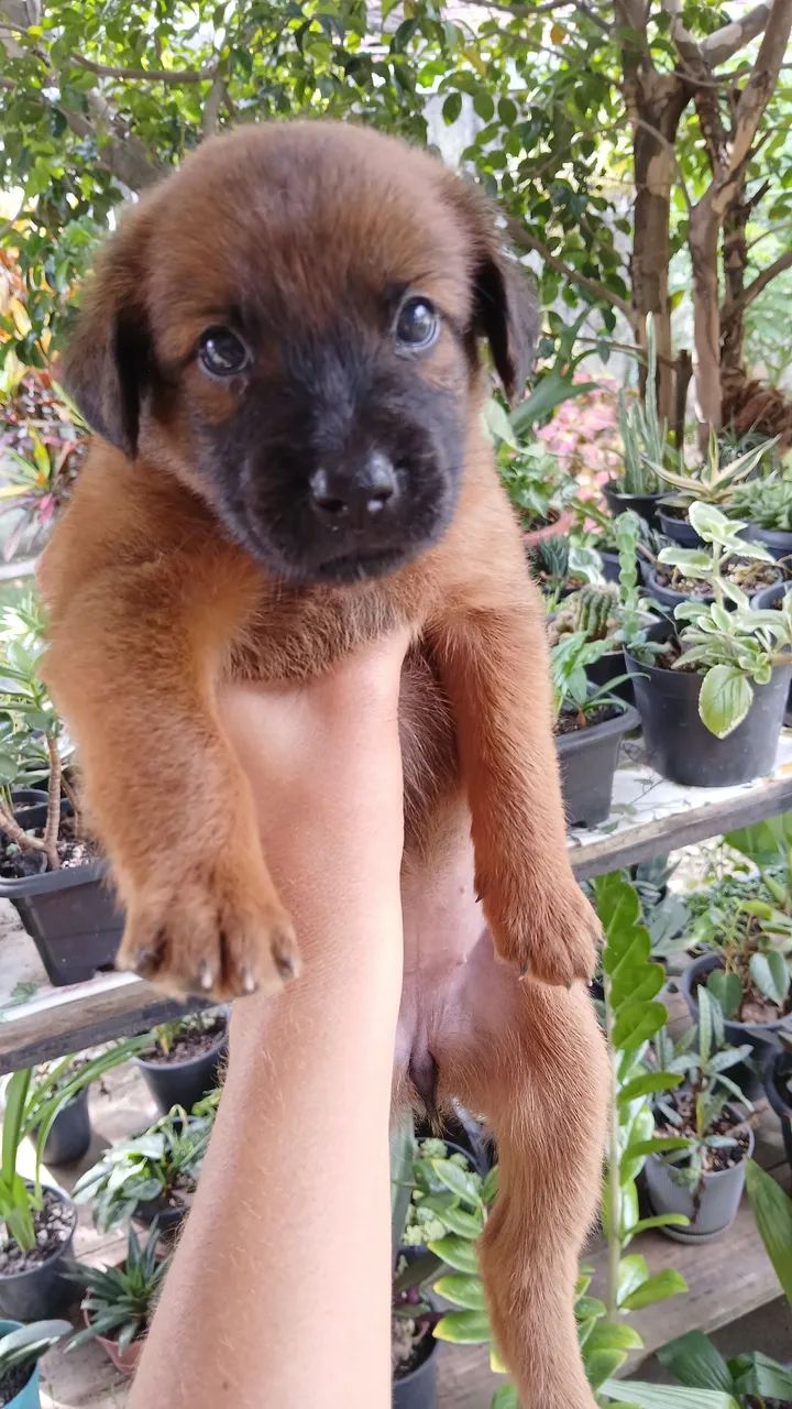 Doação Responsável . Estou doando esses filhotes pois moro de aluguel e não  posso  ficar. - Foto 4