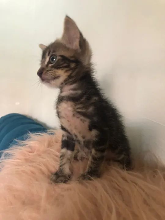 Tigradinho lindo disponível para adoção responsável  - Foto 3