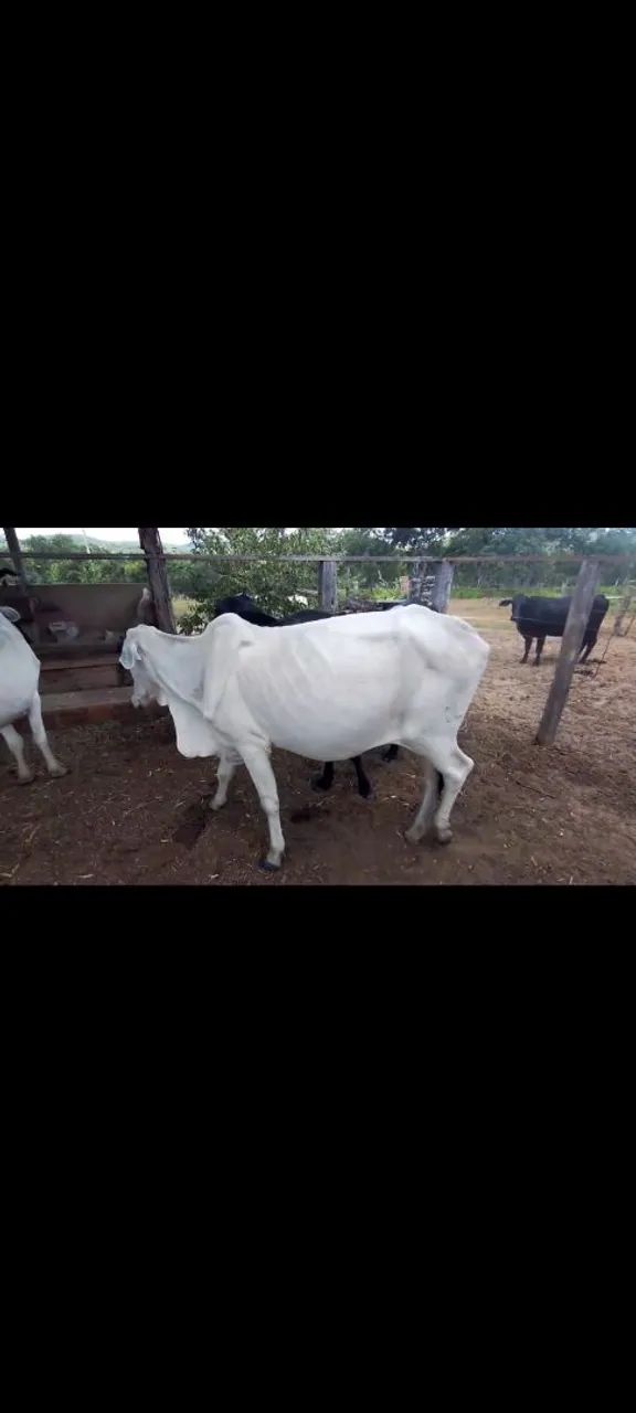 Vendo 6 vacas, excelentes criadeiras  - Foto 5