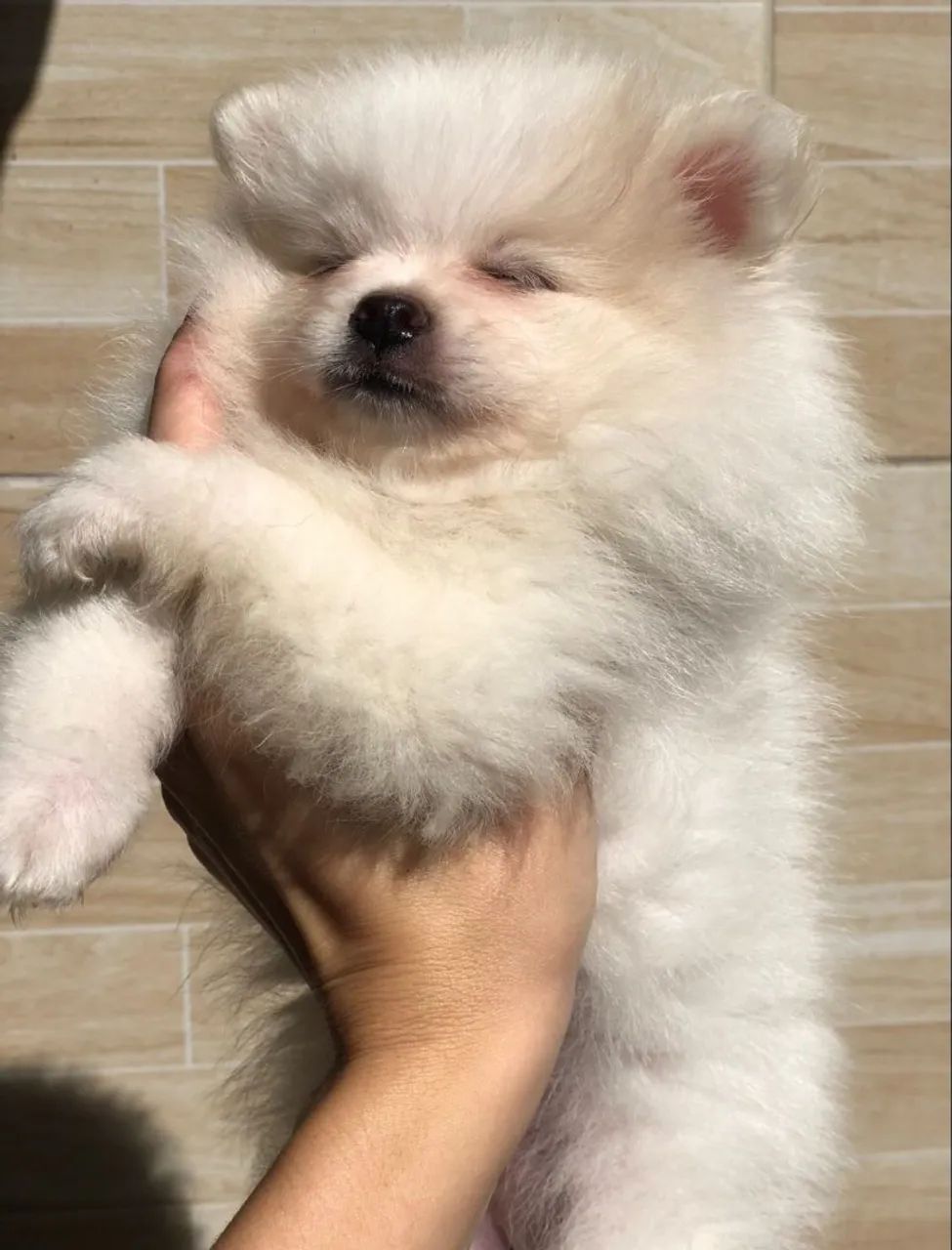 Lulu da Pomerânia  - Foto 2