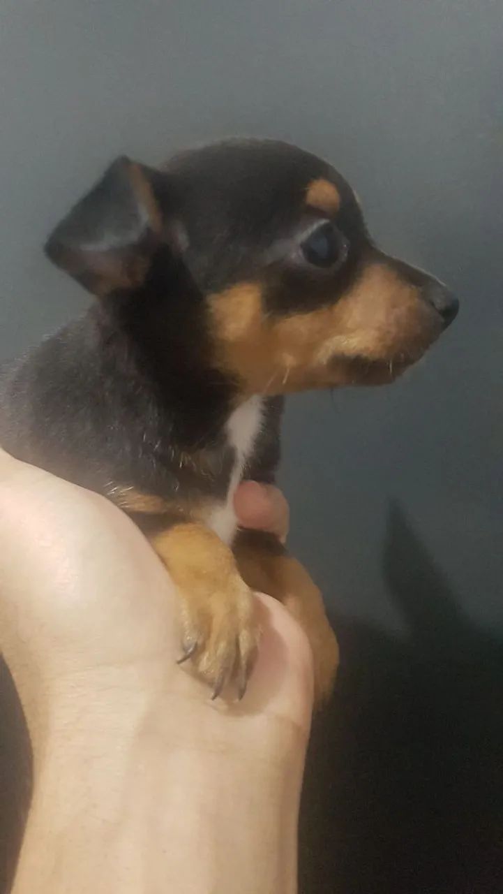 Pinscher fêmea mine - Foto 3
