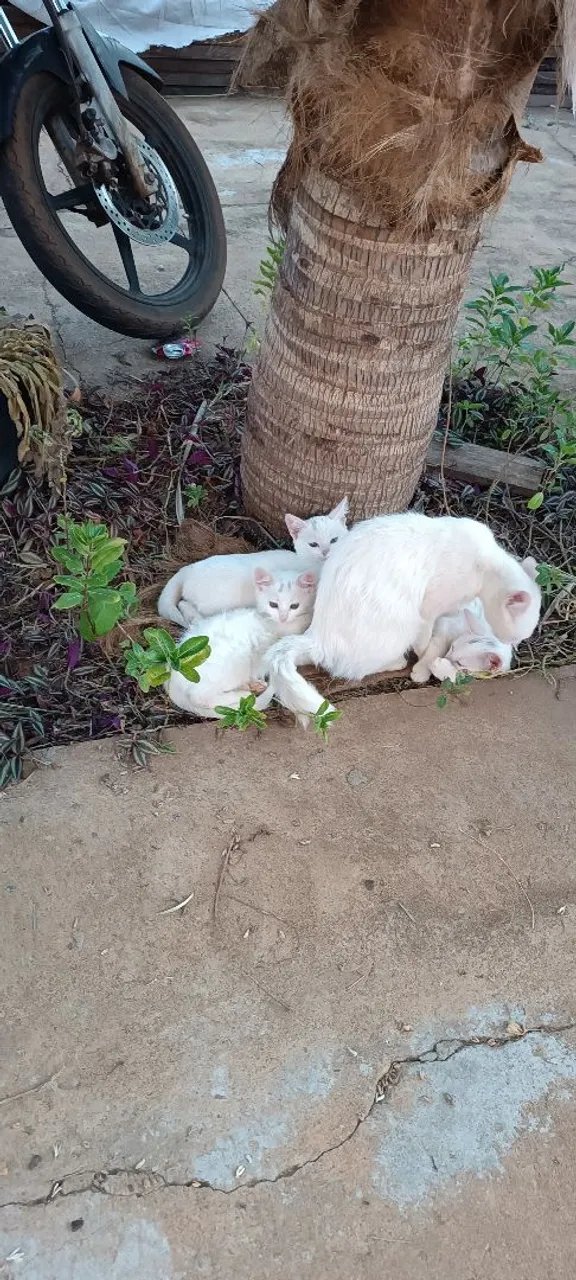Gatinhos brancos para adoção