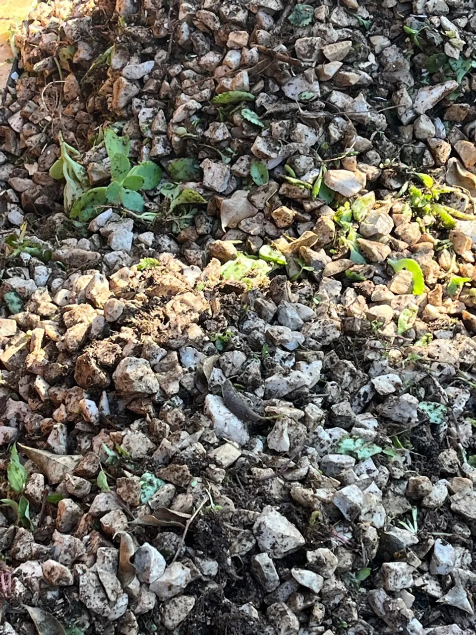 DOAÇAO!! Cascalho dolomita para jardim