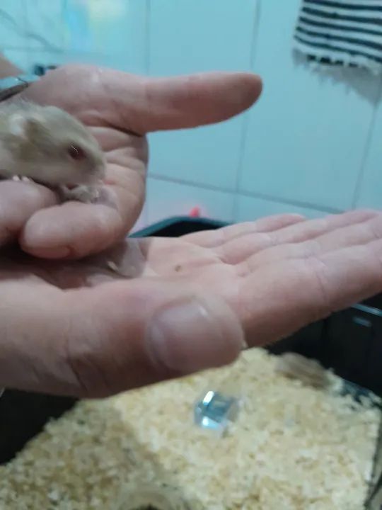 Filhotes de hamster anão russo.