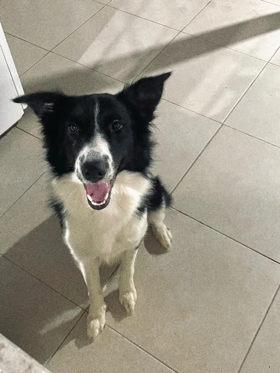 Border Collie -
