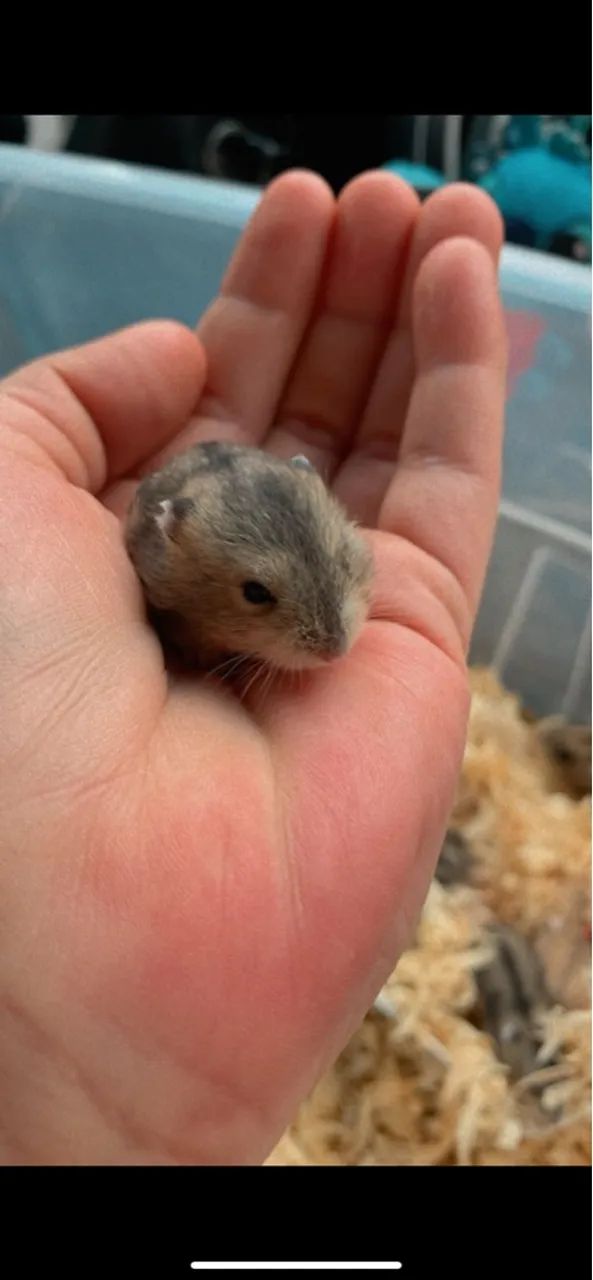 Hamster Anão Russo  - Foto 3