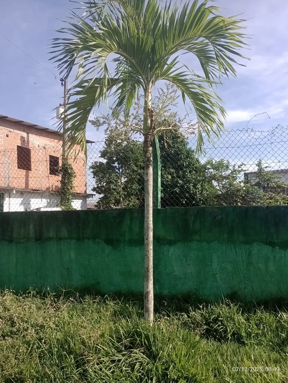 Palmeira Ornamental para Jardim - Linda!