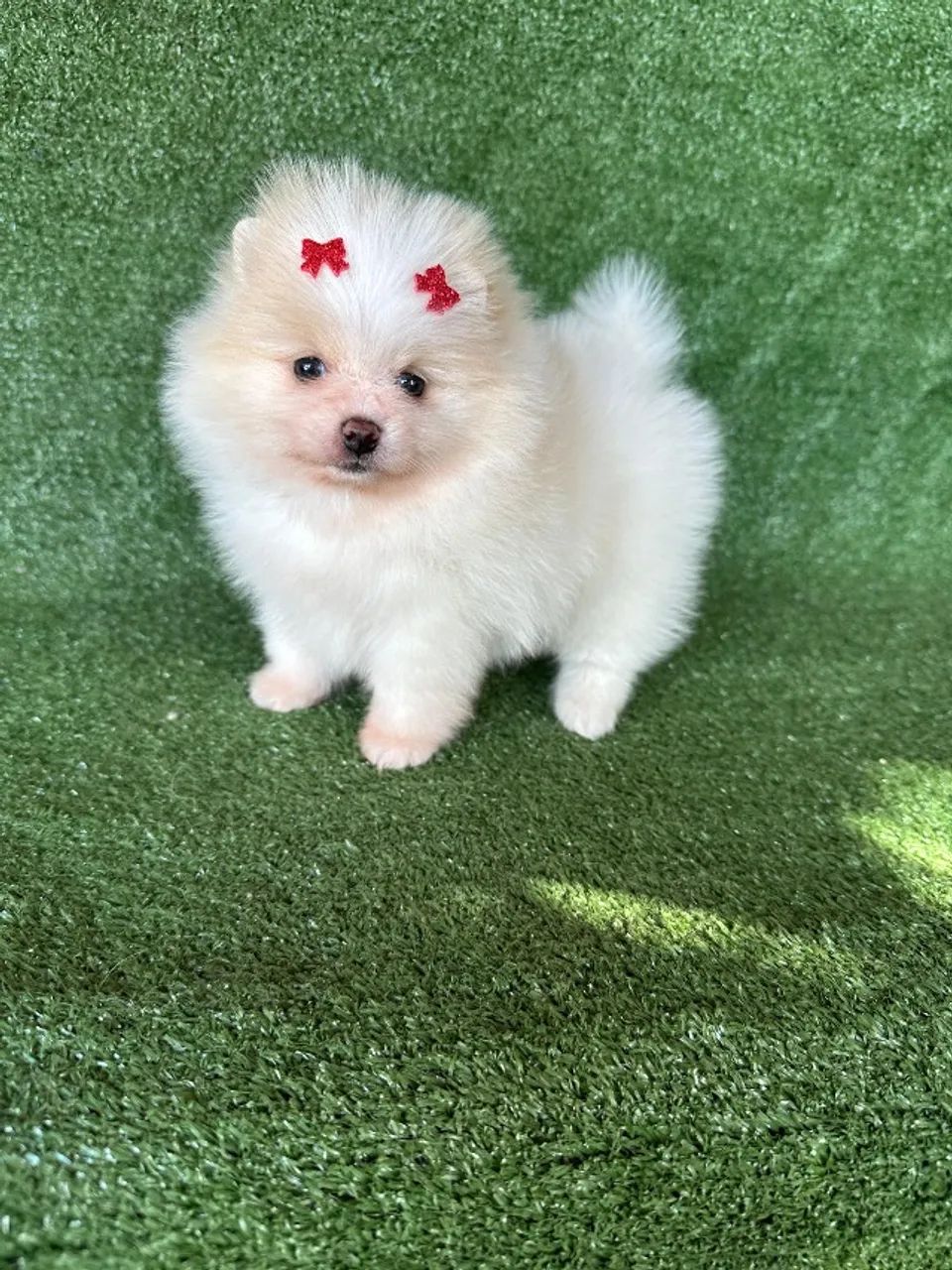 Spitz alemão anão  - Foto 4