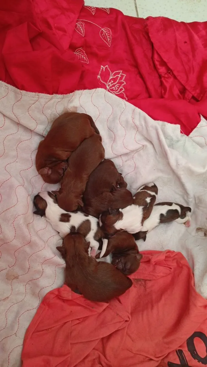 Filhotes de cachorro Shitzu mini