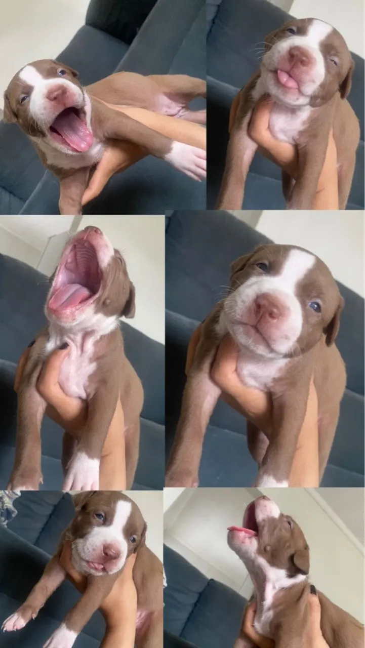 Vendo filhote de Pit Monster