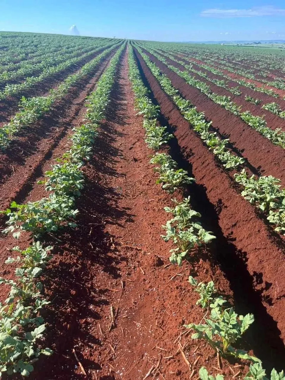 fazenda na região da cidade de franca no estado de São Paulo