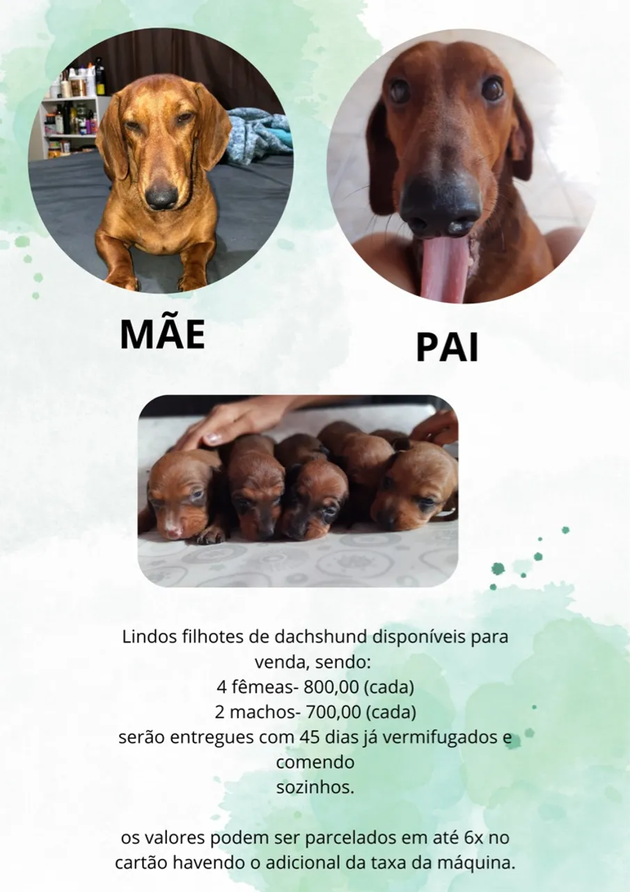 Filhotes de Dachshund - Lindos e Saudáveis