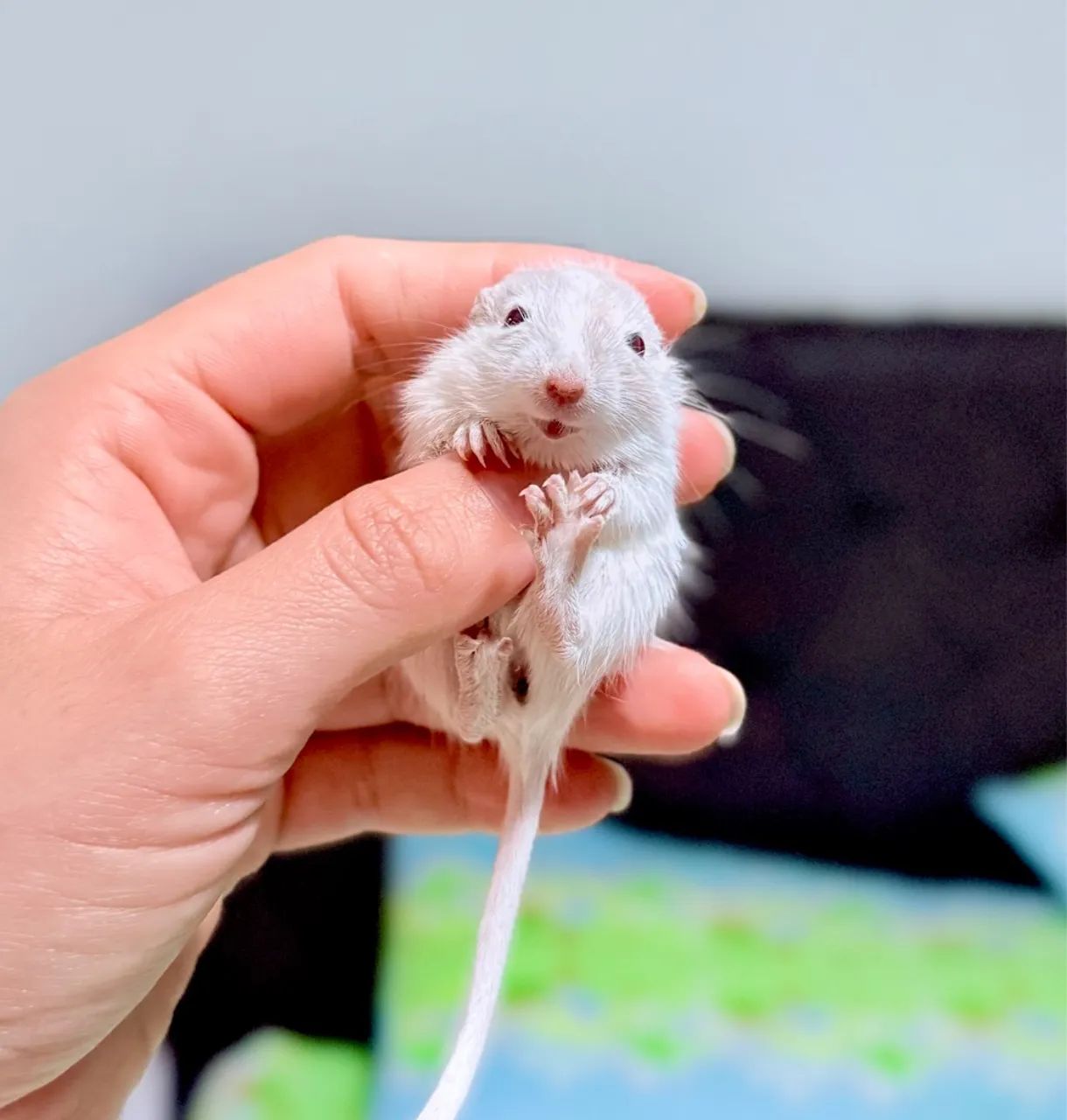 Gerbil - (Esquilo da Mangólia) - Foto 5