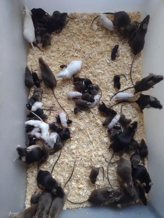 CAMUNDONGO, TOPOLINO, NEONATO, TOPODONGO<br>RATO NOVINHO - Foto 2