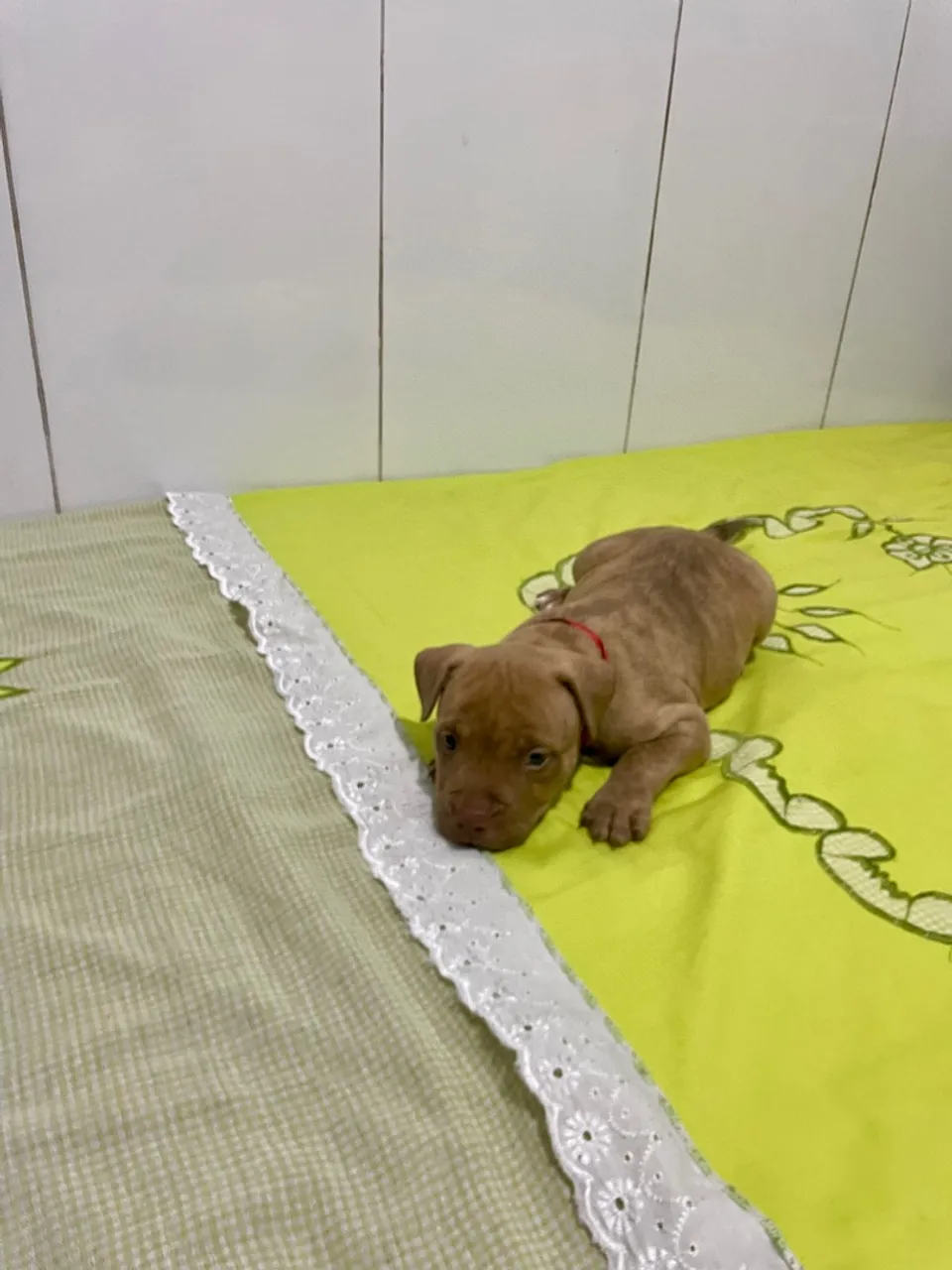 APBT AMERICAN PITBULL TERRIER