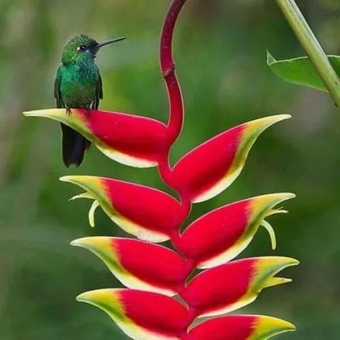 Recanto dos Colibris * Serra de Guaramiranga * Pacoti / Ce