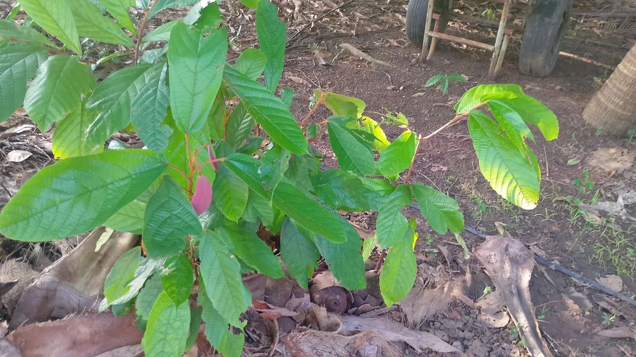 Muda de cupuaçu e manga - Foto 2