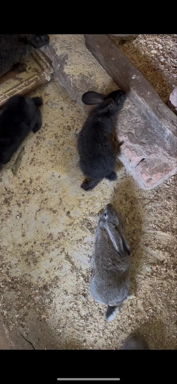 Coelho Gigante64169288098179122