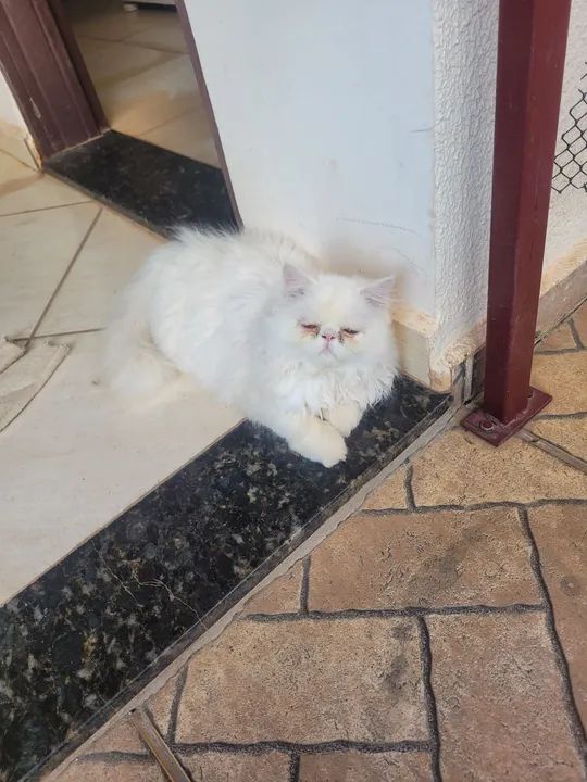 Gato Persa Branco - Adorável e Carinhoso - Foto 3