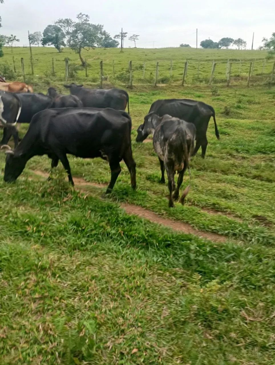 Vendo vacas leiteiras  - Foto 4