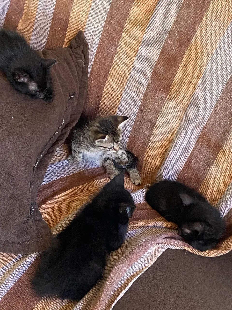 Gatinhos para doar  - Foto 4