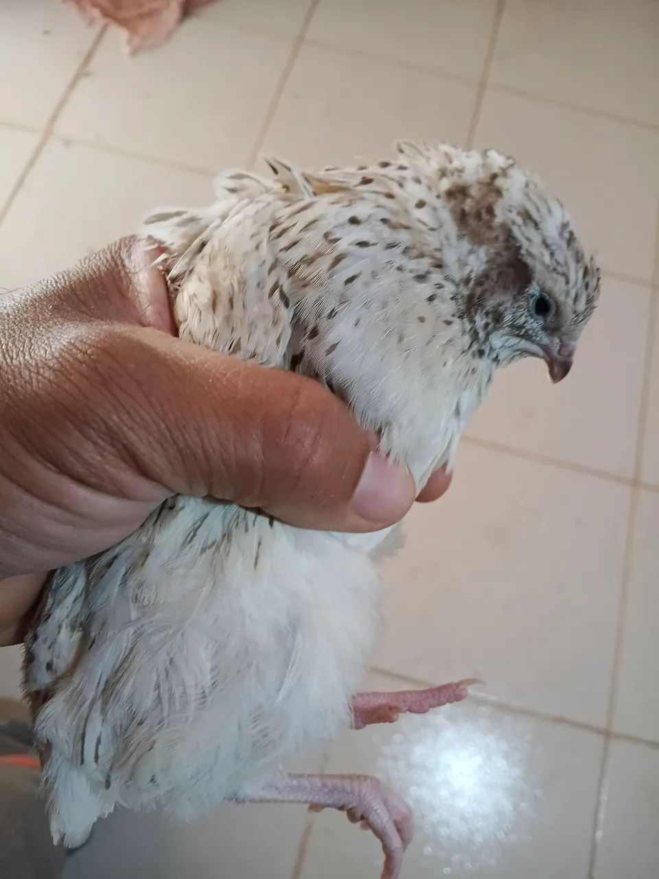 Vendo lindas codornas gigantes 15 reais a unidade , já em postura , são novas. - Foto 4