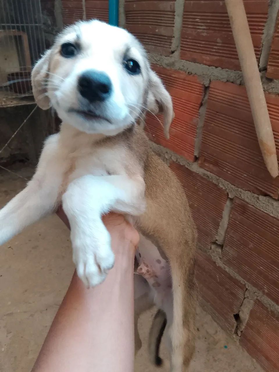 Doação de filhote de cachorro  - Foto 2