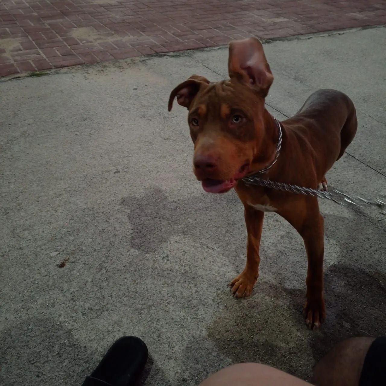 Doação responsável pit bull