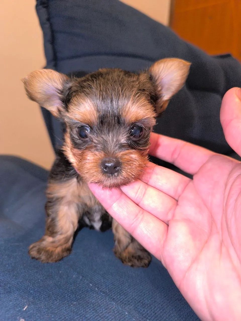 Yorkshire Shire Terrier bibelô  - Foto 4