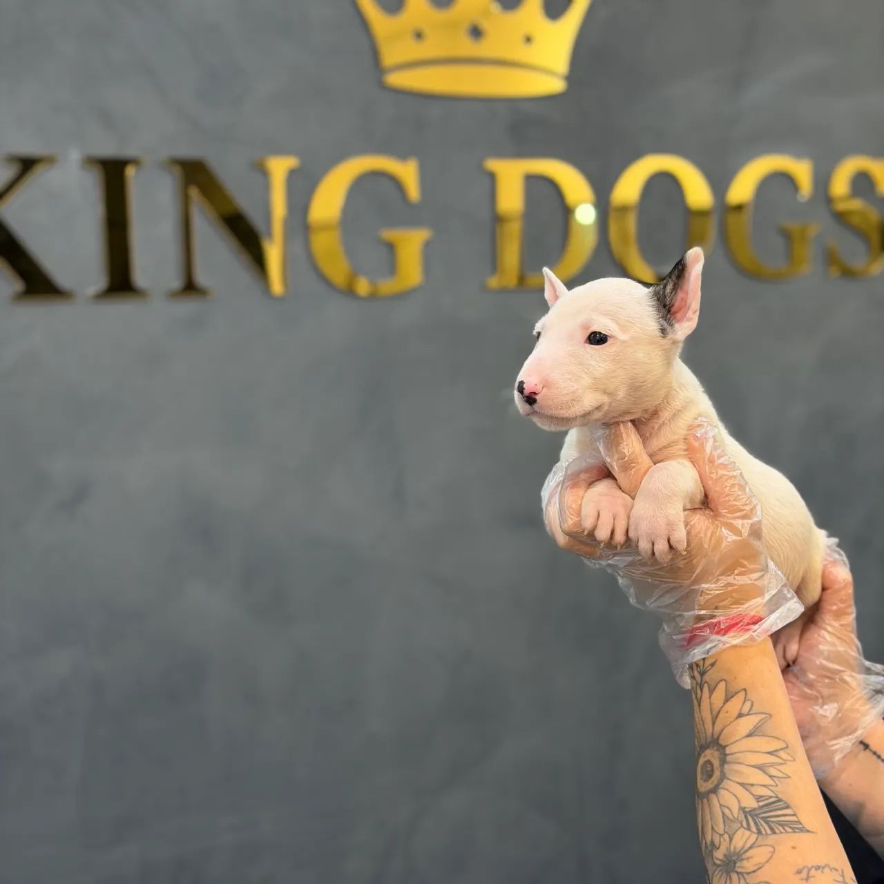 Top Longen Bull terrier  - Foto 2